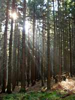 Trocha lyriky - ranní prozářenej les ...