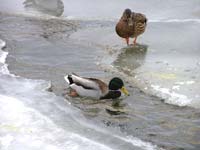 Kačénky na začátku Dolních Louček. Kačer dělá machra, jak umí hezky plavat. Kachna na něj valí voči, jelikož se to dá obejít suchou nohou po ledě.