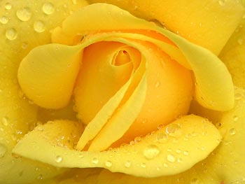 Žlutá růže z Lednice ...