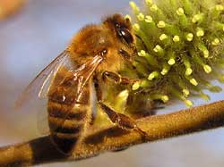 Včela fofrem žeroucí, jak kdyby celou zimu nežrala.