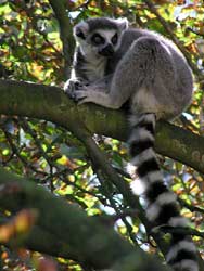 ... a konečně lemur, kterej je z toho na větvi.